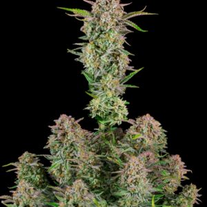 10 UND FEM - AUTO BRUCE BANNER  * FASTBUDS SEEDS FEMINIZADA 10 UND