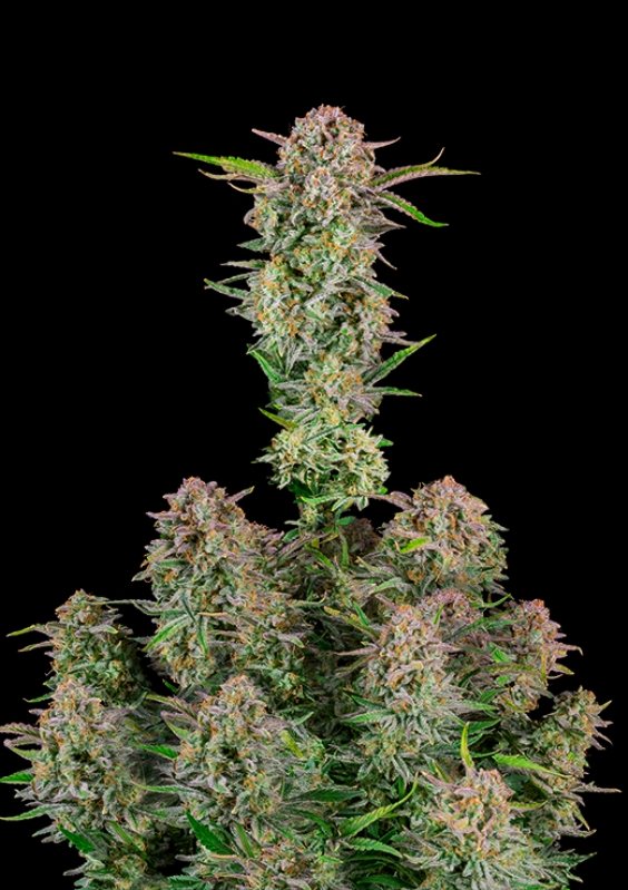 5 UND FEM - AUTO BRUCE BANNER  * FASTBUDS SEEDS FEMINIZADA 5 UND