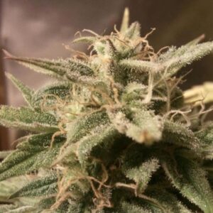 4 UND FEM - AUTO BUBBLE * FEMALE SEEDS 4 UND FEMINIZADAS