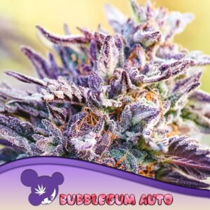 3 UND FEM - AUTO BUBBLEGUM * ANESIA SEEDS 3 FEMINIZADAS