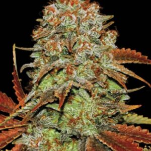 5 UND FEM - AUTO BUBBLEGUM EXTRA * BULK SEED 5 UND FEM
