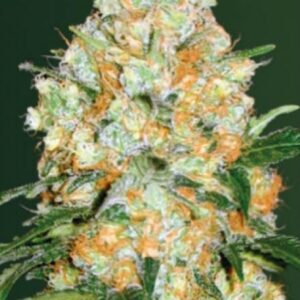 10 UND FEM - AUTO BUBBLEGUM + PRO * VICTORY SEEDS FEMINIZADA 10 UND