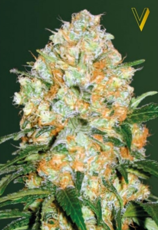 5 UND FEM - AUTO BUBBLEGUM + PRO  * VICTORY SEEDS FEMINIZADA 5 UND