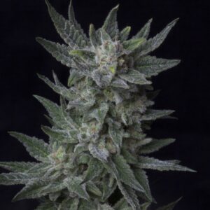 2 UND FEM - AUTO BUBBLEGUM * T.H. SEEDS 2 UND FEMINIZADAS