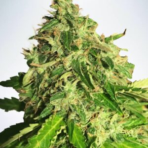 5 UND FEM - AUTO CANNABIS LIGHT * MINISTRY SEEDS 5 UND FEMINIZADAS