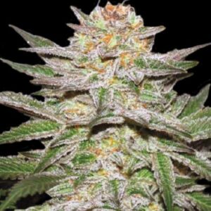 5 UND FEM - AUTO CARAMEL KING * BULK SEED 5 UND FEM