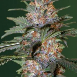 5 UND FEM - AUTO CARAMELINO * VICTORY SEEDS FEMINIZADA 5 UND