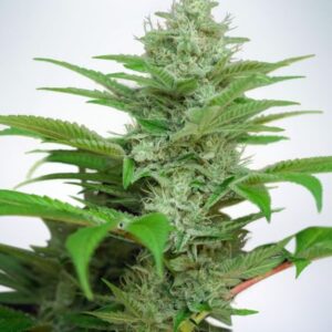 25 UND FEM - AUTO CBD STAR * MINISTRY SEEDS 25 UND FEMINIZADAS