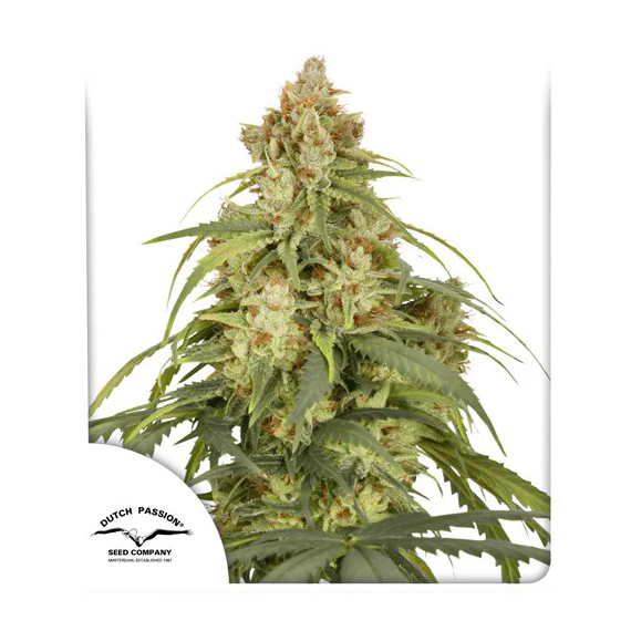 3 UND FEM - AUTO CBD-VICTORY ﾮ * DUTCH PASSION 3 UND FEMINIZADAS