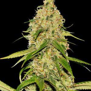 5 UND FEM - AUTO CBD WHITE WIDOW * BULK SEED 5 UND FEM