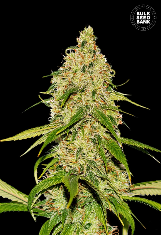 5 UND FEM - AUTO CBD WHITE WIDOW * BULK SEED 5 UND FEM