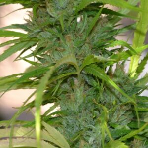 5 UND FEM - AUTO CBG * CANNABIOGEN 5 UND FEMINIZADAS