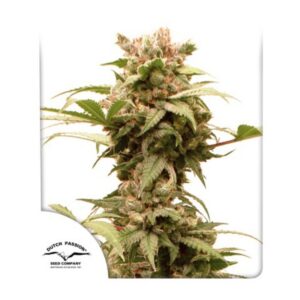 1 UND FEM - AUTO CBG-FORCE ﾮ * DUTCH PASSION 1 UND FEMINIZADAS