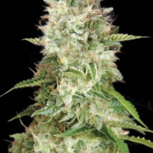 5 UND FEM - AUTO CHEESE * BULK SEED 5 UND FEM