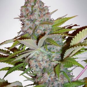 5 UND FEM - AUTO CHEESE NL * MINISTRY SEEDS 5 UND FEMINIZADAS