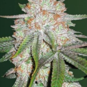 5 UND FEM - AUTO CHOCODOPE * VICTORY SEEDS FEMINIZADA 5 UND