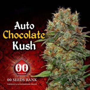 100 UND FEM - AUTO CHOCOLATE KUSH * 00SEEDS 100 UND FEMINIZADAS