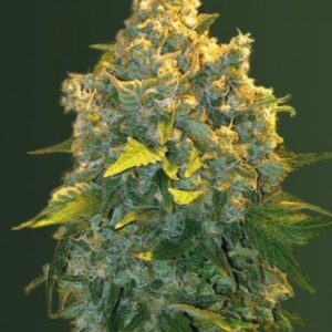 3 UND FEM - AUTO CHRONIC MONSTER  XXL * VICTORY SEEDS FEMINIZADA 3 UND