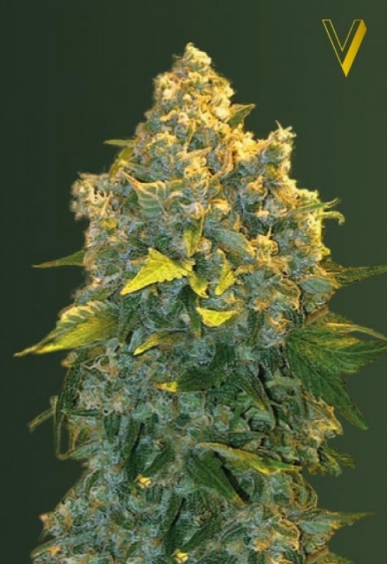 3 UND FEM - AUTO CHRONIC MONSTER  XXL * VICTORY SEEDS FEMINIZADA 3 UND