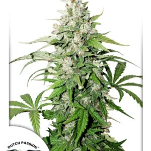 7 UND FEM - AUTO CINDERELLA JACK ﾮ * DUTCH PASSION 7 UND FEMINIZADAS
