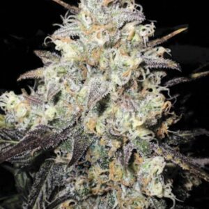 5 UND FEM - AUTO COCOPOPO * BULK SEED 5 UND FEM