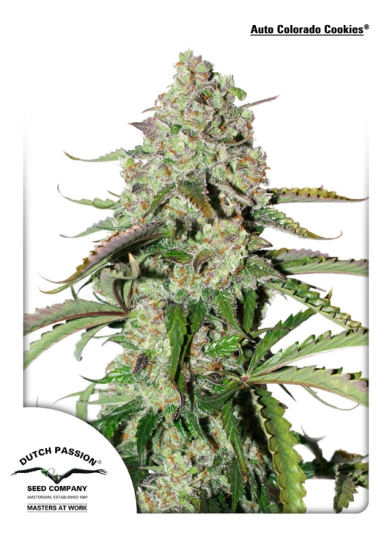 3 UND FEM - AUTO COLORADO COOKIES ﾮ * DUTCH PASSION 3 UND FEMINIZADAS