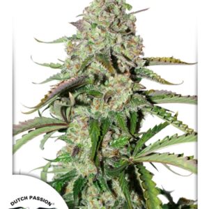 1 UND FEM - AUTO COLORADO COOKIES ﾮ * DUTCH PASSION 1 UND FEMINIZADAS