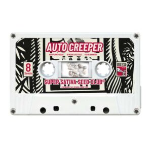 8 UND FEM - AUTO CREEPER * SUPER SATIVA SEED CLUB 8 UND FEMINIZADAS