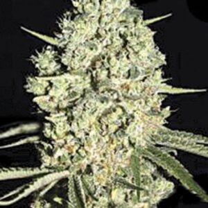 5 UND FEM - AUTO CRITICAL * BULK SEED 5 UND FEM