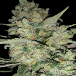 5 UND FEM - AUTO CRITICAL * EXCLUSIVE SEEDS 5 UND FEM
