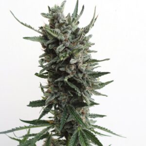 5 UND FEM - AUTO CRITICAL HOG * T.H. SEEDS 5 UND FEMINIZADAS