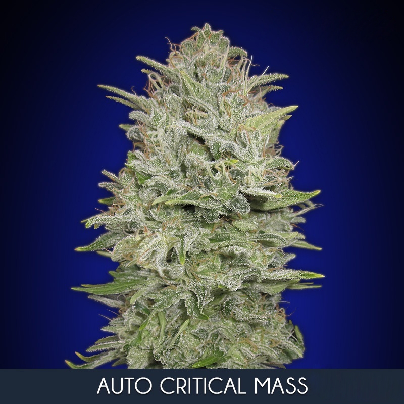 3 UND FEM - AUTO CRITICAL MASS * ADVANCED SEEDS 3 UND FEM