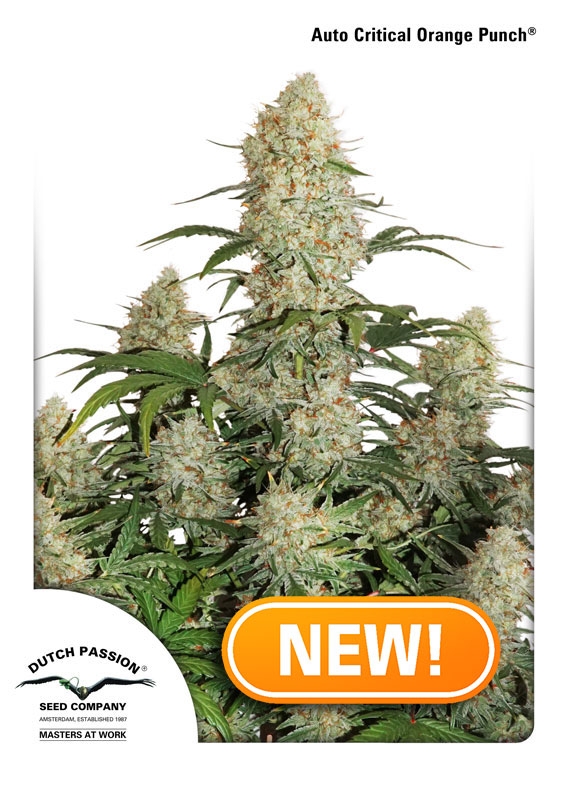 3 UND FEM - AUTO CRITICAL ORANGE PUNCH ﾮ * DUTCH PASSION 3 UND FEMINIZADAS