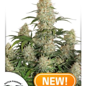 100 UND FEM - AUTO CRITICAL ORANGE PUNCH ﾮ * DUTCH PASSION 100 UND FEMINIZADA