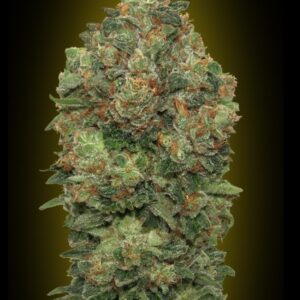 10 UND FEM - AUTO CRITICAL SOMA * ADVANCED SEEDS 10 UND FEM