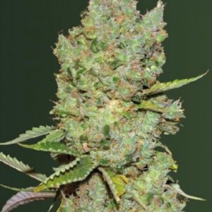 5 UND FEM - AUTO CRITICAL * VICTORY SEEDS FEMINIZADA 5 UND