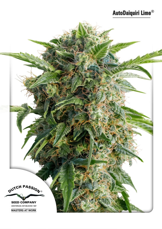 3 UND FEM - AUTO DAIQUIRI LIME ﾮ * DUTCH PASSION 3 UND FEMINIZADAS