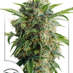 7 UND FEM - AUTO DAIQUIRI LIME ﾮ * DUTCH PASSION 7 UND FEMINIZADAS