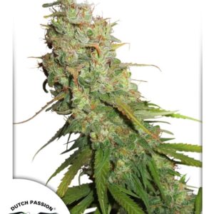 100 UND FEM - AUTO DESFRAN ﾮ * DUTCH PASSION FEMINIZADA 100 UND