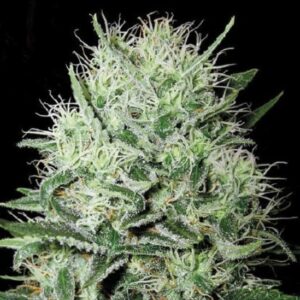 5 UND FEM - AUTO  DEVIL KISS * BULK SEED 5 UND FEM