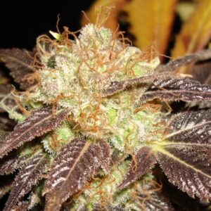 3 UND FEM - AUTO DIESEL * CBD SEEDS 3 UND FEMINIZADAS