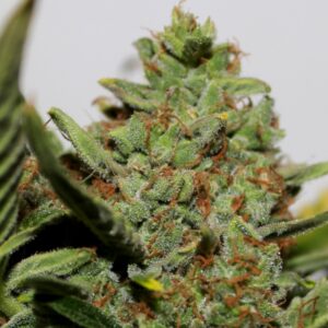 5 UND FEM - AUTO DIESEL * G13 LABS SEEDS 5 FEMINIZADAS