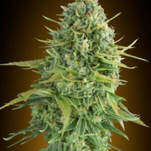 3 UND FEM - AUTO DO-SI-DOS COOKIES * 00SEEDS 3 UND FEMINIZADAS