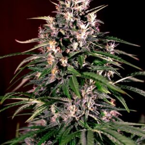 5 UND FEM - AUTO DOSI * G13 LABS SEEDS 5 FEMINIZADAS