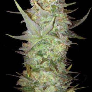 5 UND FEM - AUTO DUBAI POISON * BULK SEED 5 UND FEM
