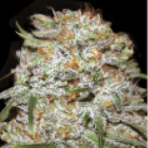 5 UND FEM - AUTO EAST RYDER * BULK SEED 5 UND FEM
