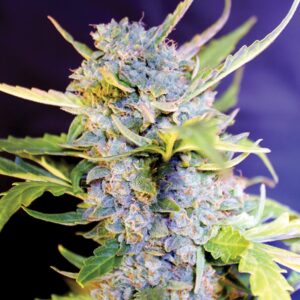 5 UND FEM - AUTO FRO-YO * G13 LABS SEEDS 5 FEMINIZADAS
