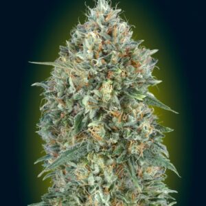 25 UND FEM - AUTO GELATO #33 * ADVANCED SEEDS 25 UND FEM