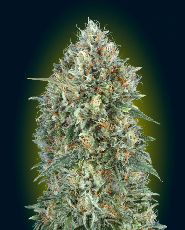 3 UND FEM - AUTO GELATO #33 * ADVANCED SEEDS 3 UND FEM
