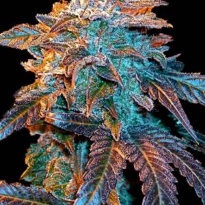 4 UND FEM - AUTO GELATO * FEMALE SEEDS 4 UND FEMINIZADAS